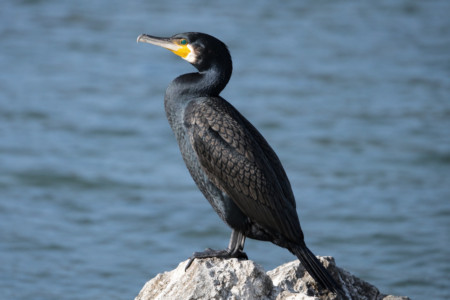 Grand cormoran et harle bièvre : partagez vos observations — photo 1