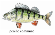 Perche