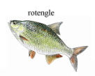 Rotengle