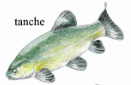 Tanche